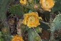 Horizontal Yellow Prickly Pear Cactus