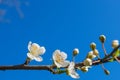 Horizontally located blooming branch of cherry plum with small white petals of opened flowers and closed rounded dense buds