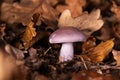 Ryadovka purple, conditionally edible mushroom, among the fallen yellow oak leaves. Royalty Free Stock Photo