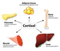 Hormone cortisol and human organs Royalty Free Stock Photo