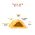 Hormones of adrenal gland Royalty Free Stock Photo