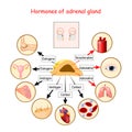 Hormones of adrenal gland and human organs that respond to hormones Royalty Free Stock Photo