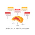 Hormones of the adrenal gland, vector diagram Royalty Free Stock Photo