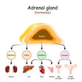 Hormones of Adrenal glands and internal organs-targets for Androgens, Epinephrine, Cortisol, and Aldosterone