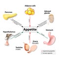 Hormones And Appetite Royalty Free Stock Photo