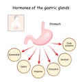 Hormones of the gastric glands. Stomach