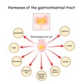 Hormones of the gastrointestinal tract and Enteroendocrine cell. Enterocyte. Human endocrine system Royalty Free Stock Photo