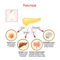 Hormones of pancreas gland and human organs Royalty Free Stock Photo