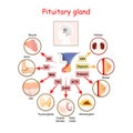 Hormones of pituitary gland Royalty Free Stock Photo