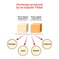 Hormones produced by adipose tissue Royalty Free Stock Photo