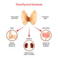 Hormones produced by the parathyroid gland. Parathyroid hormone PTH Royalty Free Stock Photo