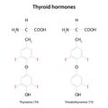 Thyroid hormones: thyroxine (T4) and triiodothyronine (T3).
