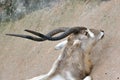 Horn of an Addax Royalty Free Stock Photo