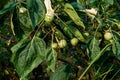 Horn apples or jimsonweeds Datura Royalty Free Stock Photo