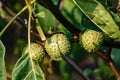 Horn apples or jimsonweeds Datura Royalty Free Stock Photo