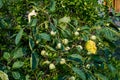 Horn apples or jimsonweeds Datura Royalty Free Stock Photo