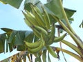 Horn banana bunch green Royalty Free Stock Photo