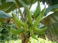 Horn Banana fruits on the tree, musa spp Royalty Free Stock Photo