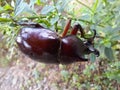 Horn beetle or bangbung (Oryctes rhinocerus) Royalty Free Stock Photo