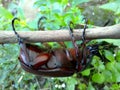 Horn beetle or bangbung (Oryctes rhinocerus) Royalty Free Stock Photo
