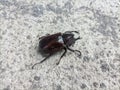 a horn beetle on the cement floor