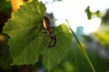 Horn beetle on a grape leaf. wildlife, insects