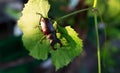 Horn beetle on a grape leaf. wildlife, insects