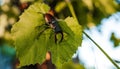 Horn beetle on a grape leaf. wildlife, insects