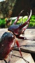 horn beetle with three unique and rare horns, Papua March 23 2023