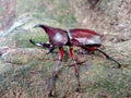 The horn beetle on the tree, One of the strongest fighters among the horned beetles.