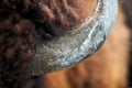 Horn of a Buffalo. American bison & x28;Bison bison& x29; closeup Royalty Free Stock Photo