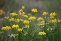 Horn clover meadow in Midsummer