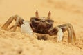 Horn-eyed ghost crab (Ocypode ceratophthalmus) Royalty Free Stock Photo