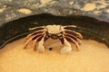 Horn-eyed ghost crab (Ocypode ceratophthalmus) Royalty Free Stock Photo