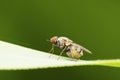 Horn fly, Haematobia irritans, Satara, Maharashtra
