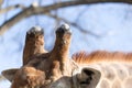 Horn of a giraffe against a blue sky Royalty Free Stock Photo