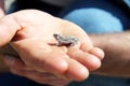 Horn lizard baby Royalty Free Stock Photo