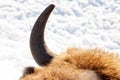 The horn of a rare animal bull, cow or bison which poachers hunt for because of expensive bone. The extermination and extinction