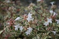 horn-shaped and five petals white flower