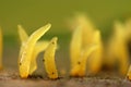 Horn-shaped mushrooms. (Calocera cornea) Royalty Free Stock Photo