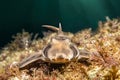 Horn Shark on California Reef