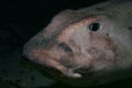 Horn Shark Royalty Free Stock Photo