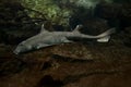 The Horn shark Heterodontus francisci.