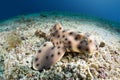 Horn shark Royalty Free Stock Photo