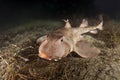 Horn Shark Royalty Free Stock Photo