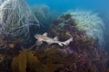 Horn Shark Royalty Free Stock Photo