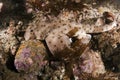 Horn Shark Royalty Free Stock Photo