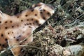 Horn Shark