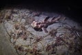 Horn Shark on a Sandy Bottom