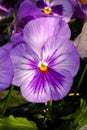 Horn Violet lila bright purple pansy . Matrix Lavender full blossom view . Detail close up of purple flower head .